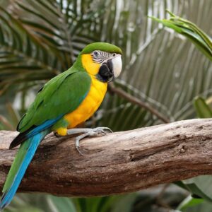 Entradas Jungle Park - Aventura y Naturaleza